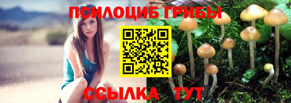 Галлюциногенные грибы Psilocybe Карталы